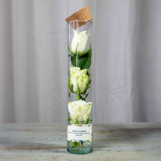 Rosarium blanc 3 roses