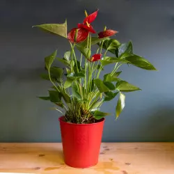plantes Anthurium rouge