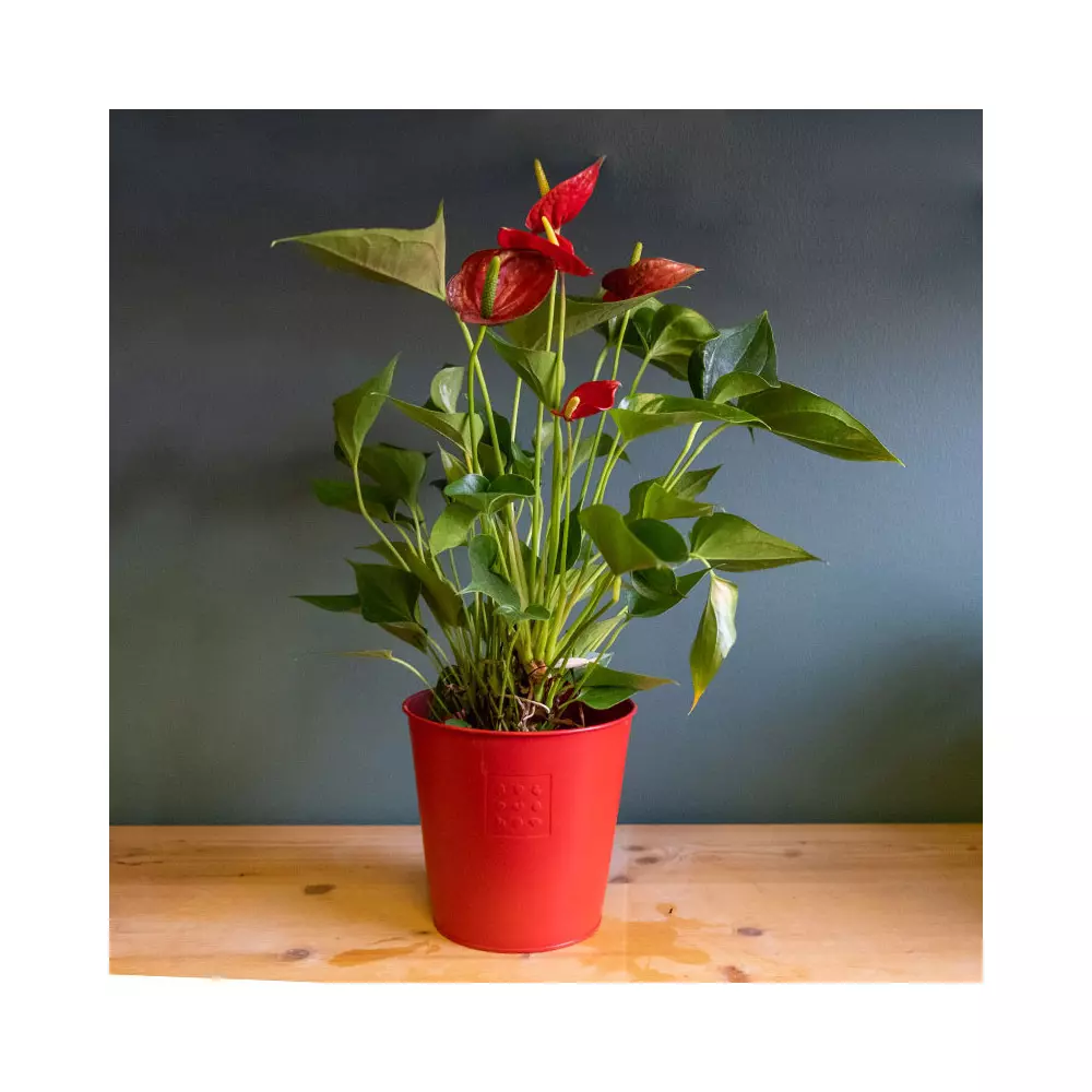 plantes Anthurium rouge