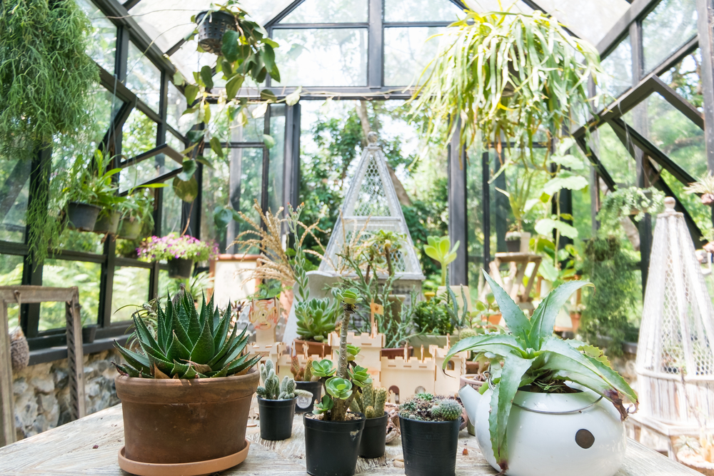 Plantes d'intérieur et d'extérieur : aménagez votre coin de nature à la  maison