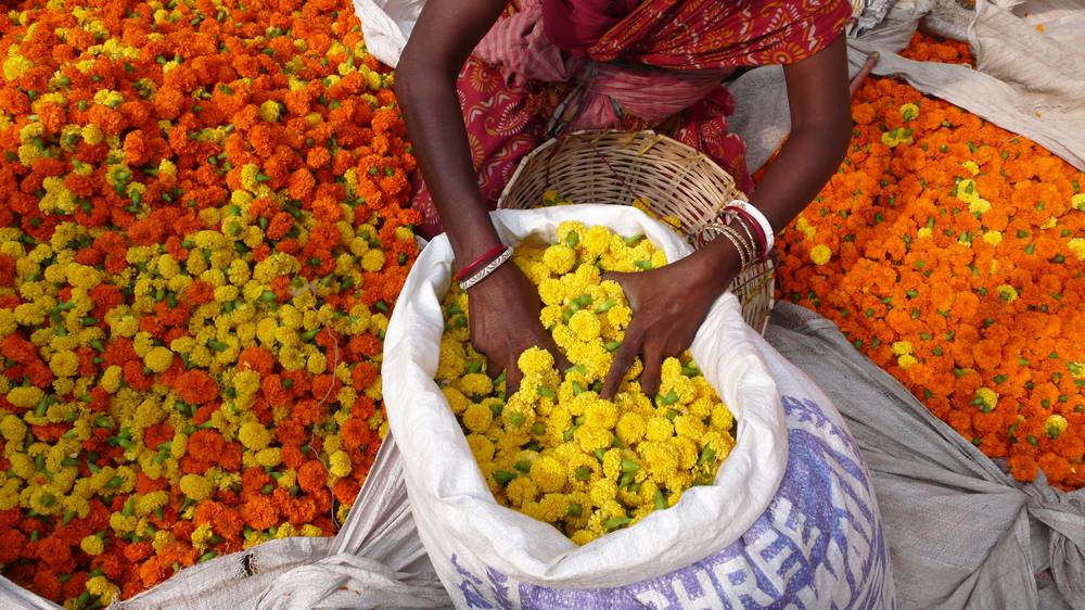 jasmin bouton jaune et orange