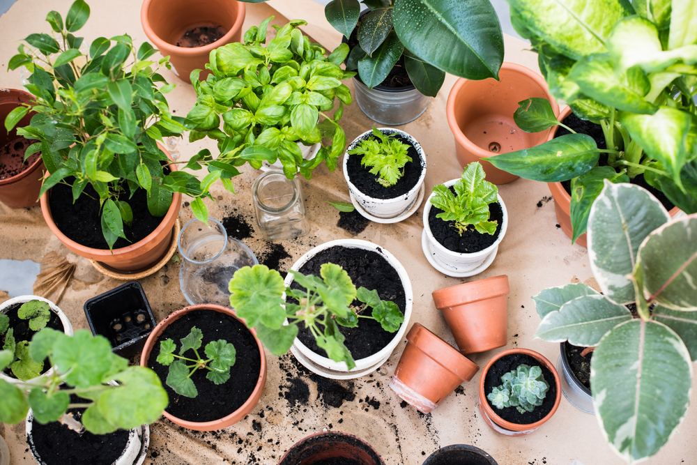 Rempoter une plante d'intérieur