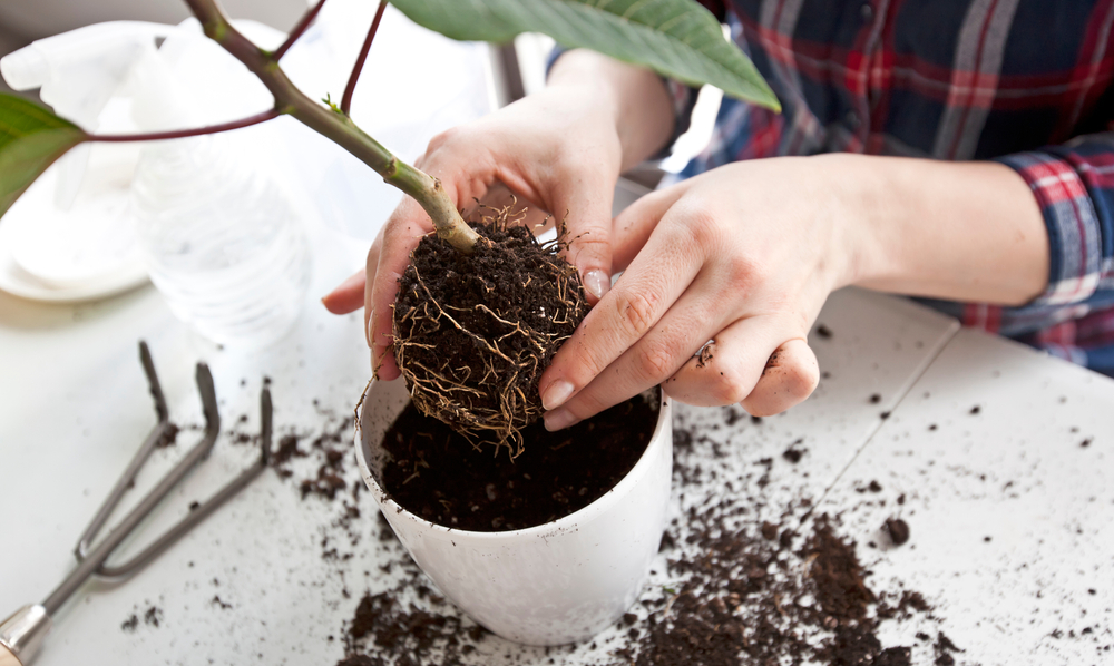 Le Jardin de Jade - Le printemps est le moment idéal pour rempoter vos  plantes d'intérieur 🌸 Voici le matériel dont vous aurez besoin : - Un pot  en terre cuite ou