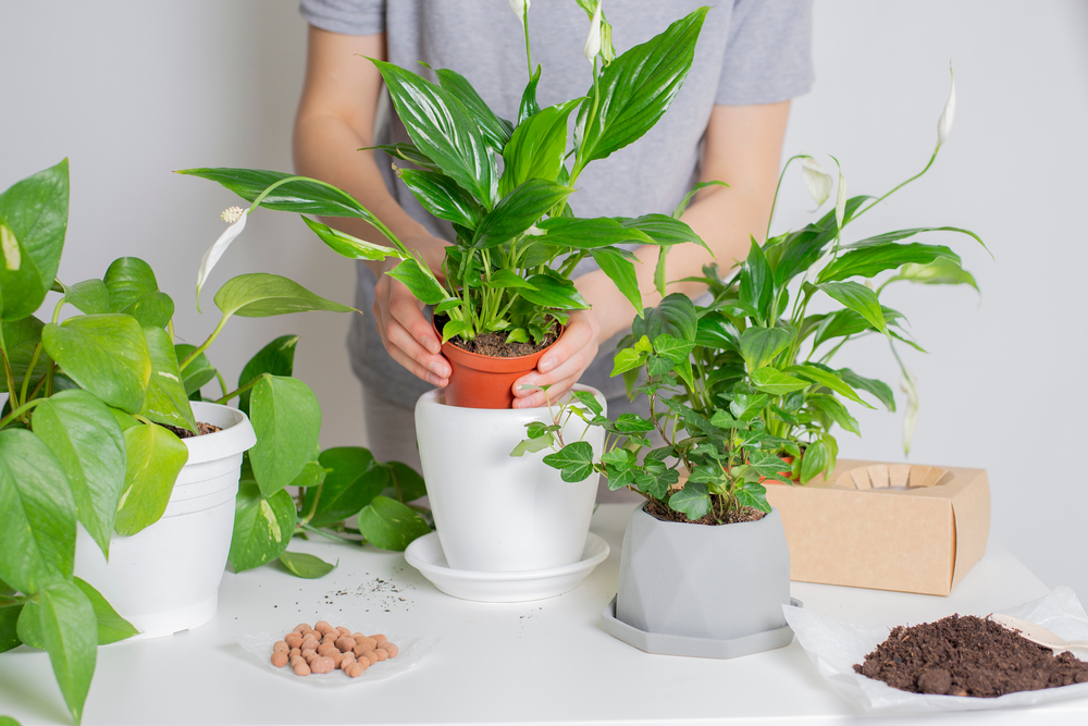 Rempoter vos plantes d'intérieur – Enracinés