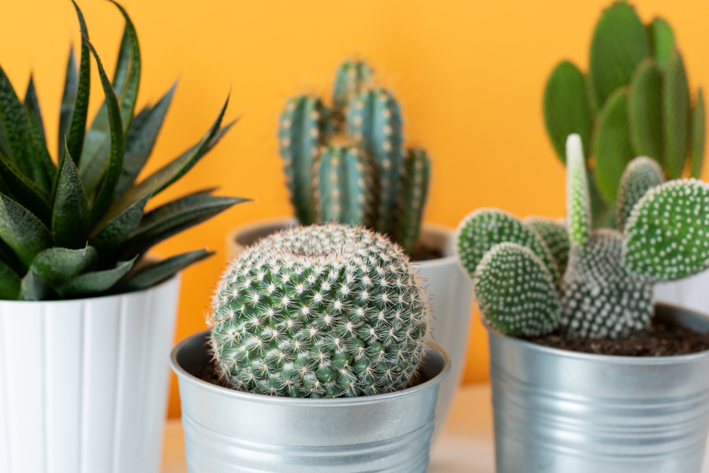 Cactus et succulentes : des plantes idéales pour les débutants