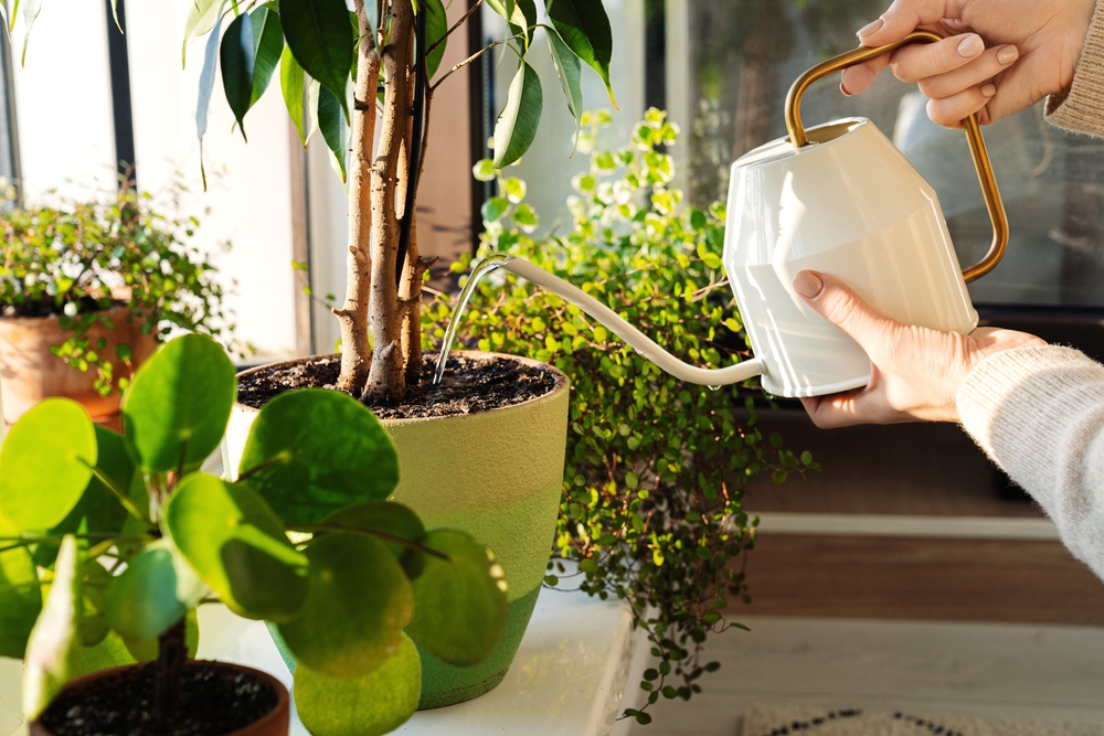 arroser ses plantes pendant l'hiver