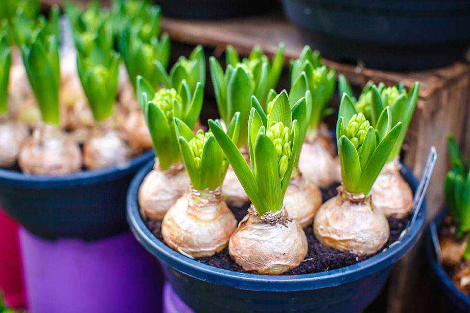 Cultiver les fleurs à bulbes