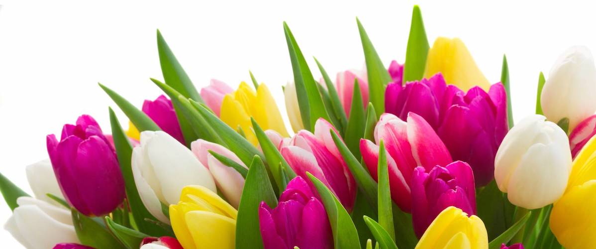 bouquet de tulipe multicolore