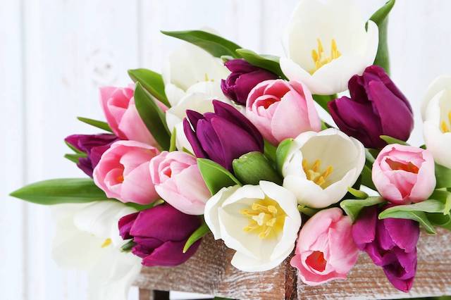 bouquet de tulipe rose blanche et violette