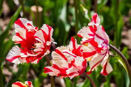 tulipes frises rouge et blanche 