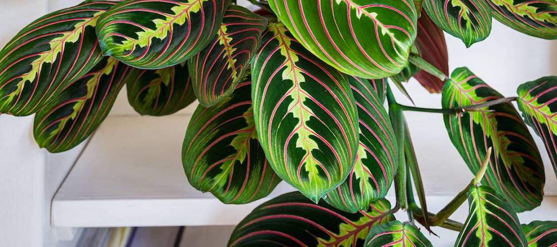 maranta fascinator plante verte 