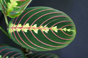 maranta fascinator feuilles roses et verte 