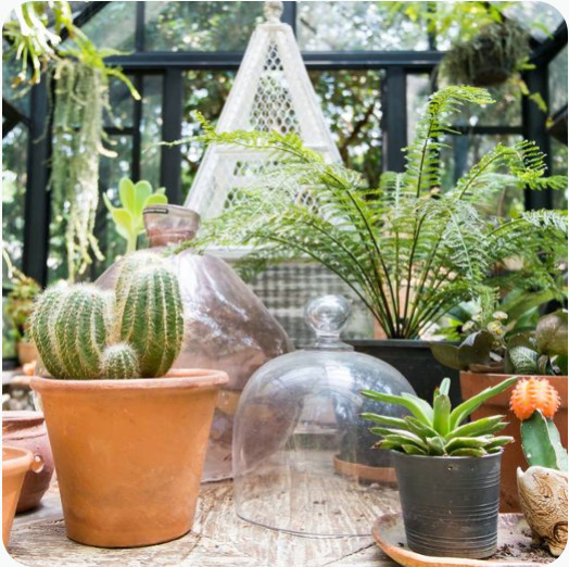 Plantes d'intérieur et d'extérieur : aménagez votre coin de nature à la  maison