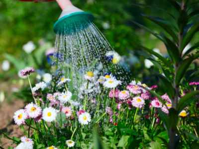 Comment conserver ses fleurs et plantes quand il fait chaud ?