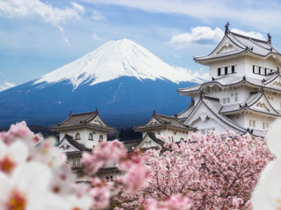 Le Japon - A l'ombre des cerisiers en fleurs