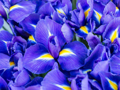 L'Iris, une fleur royale