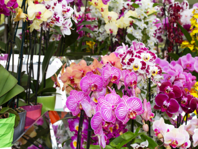 Les Orchidées - Couleur et élégance à la maison
