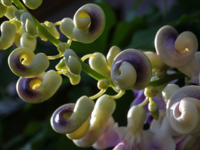 7 fleurs et plantes insolites qui ne manqueront pas de vous étonner !