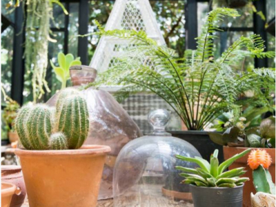 Plantes d’intérieur et d’extérieur : aménagez votre coin de nature à la maison