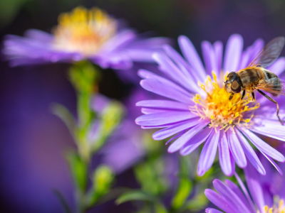 CULTIVONS DES FLEURS MELLIFÈRES POUR SAUVEGARDER LES POLLINISATEURS !