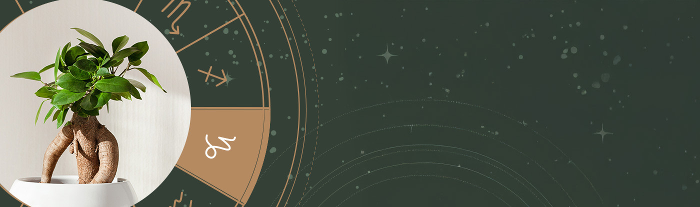 Astro plante : capricorne