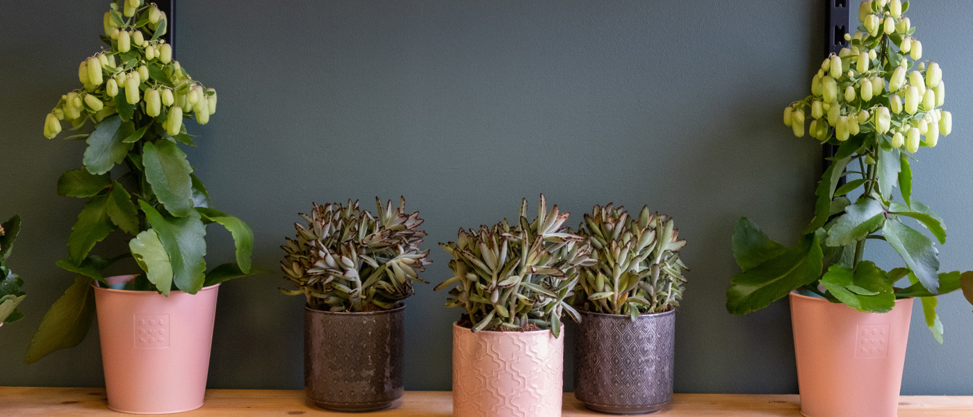 Sélection de plantes