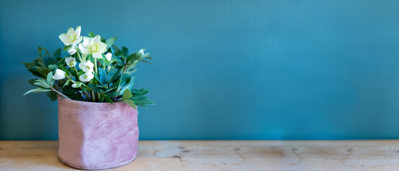 Sélection de plantes